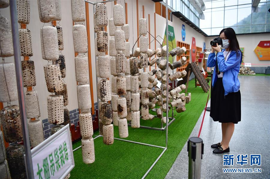 （走向我們的小康生活&middot;圖文互動(dòng)）（6）綠了青山，紅了日子&mdash;&mdash;秦巴山區(qū)群眾繪出小康&ldquo;調(diào)色板&rdquo;