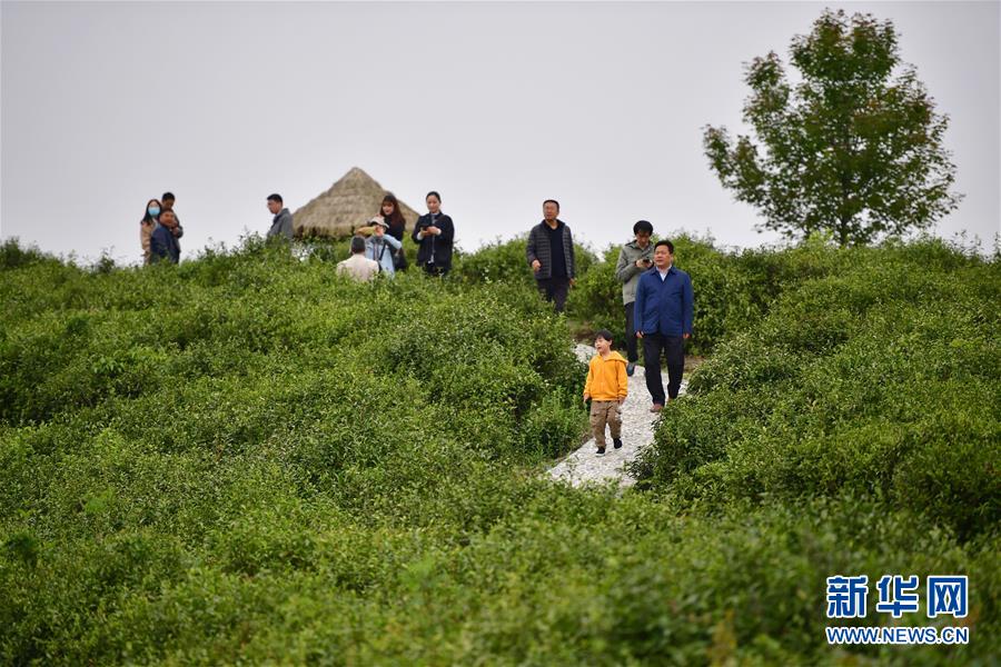（走向我們的小康生活&middot;圖文互動(dòng)）（7）綠了青山，紅了日子&mdash;&mdash;秦巴山區(qū)群眾繪出小康&ldquo;調(diào)色板&rdquo;