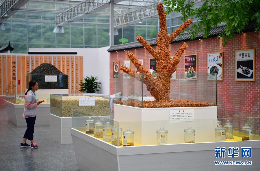 （新華全媒頭條&middot;走向我們的小康生活&middot;圖文互動）（4）蹚出綠色小康路&mdash;&mdash;陜南秦巴山區(qū)的脫貧答卷