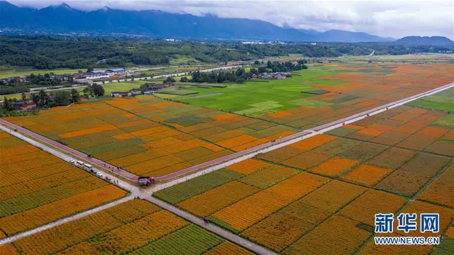 （圖文互動）（1）幸?；ㄩ_&mdash;&mdash;高黎貢山下&ldquo;萬畝花海&rdquo;帶富美麗鄉(xiāng)村