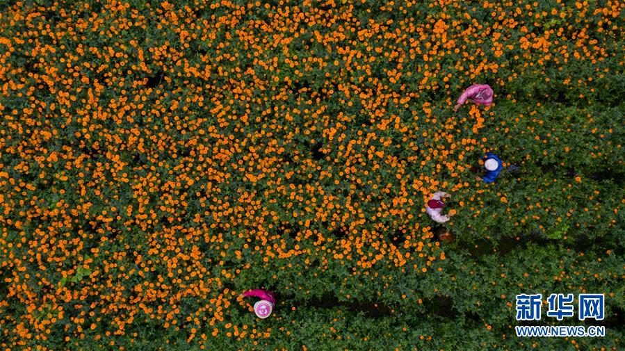 （圖文互動）（2）幸?；ㄩ_&mdash;&mdash;高黎貢山下&ldquo;萬畝花海&rdquo;帶富美麗鄉(xiāng)村