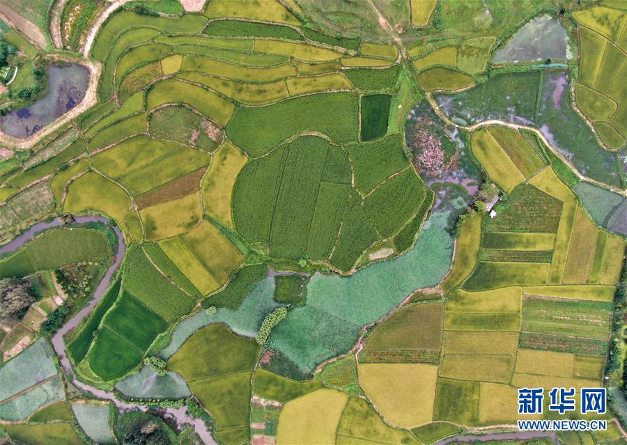 （美麗中國）（2）鄉(xiāng)村稻田&ldquo;調(diào)色板&rdquo;