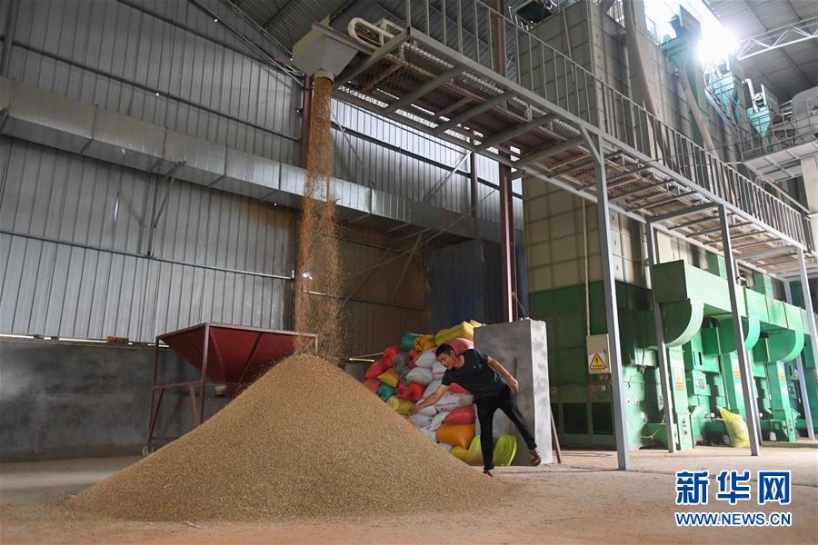 （新華視點&middot;聚焦餐桌外的浪費&middot;圖文互動）（1）農(nóng)戶儲糧損失達8%！設施普遍簡陋，蟲害霉變堪憂