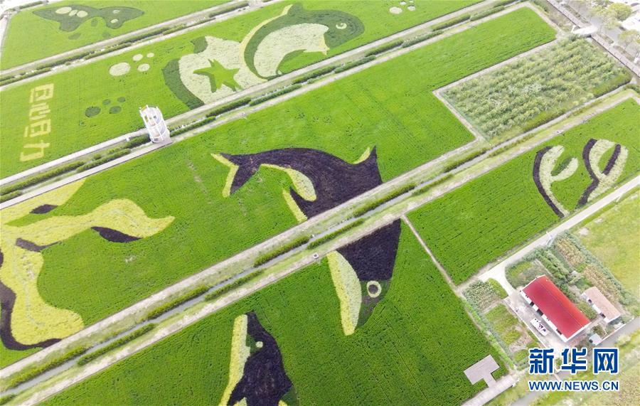 (新華視界)(3)扮靚稻田迎豐收