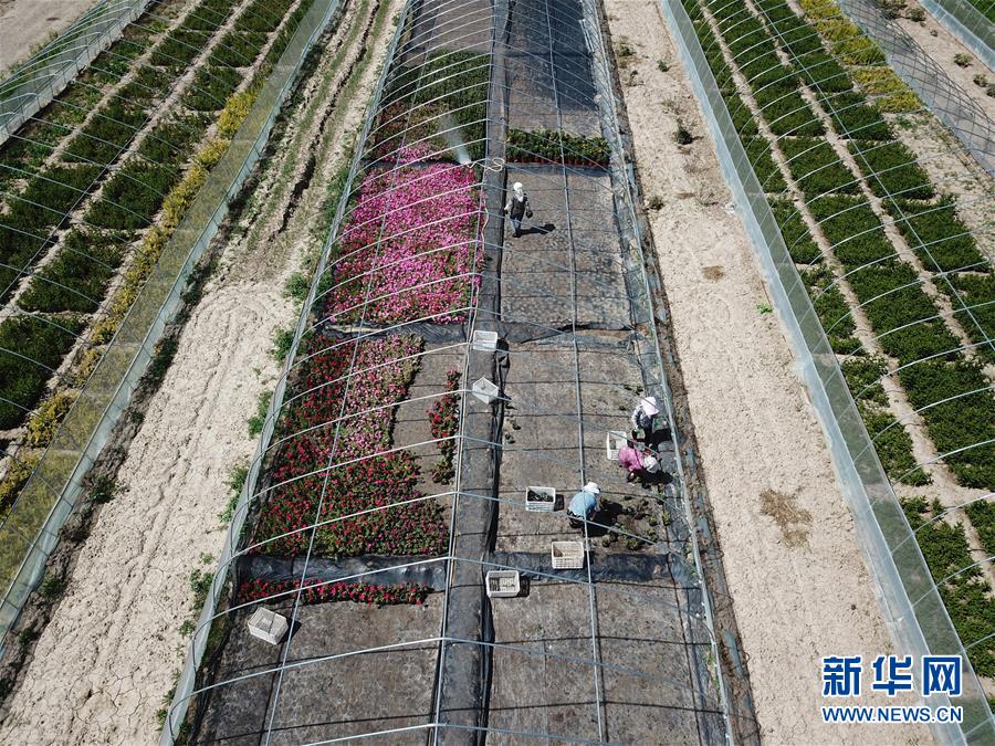 （新華全媒頭條&middot;走向我們的小康生活&middot;圖文互動）（1）&ldquo;苦甲&rdquo;不再，&ldquo;甘味&rdquo;綿長&mdash;&mdash;脫貧攻堅的甘肅味道