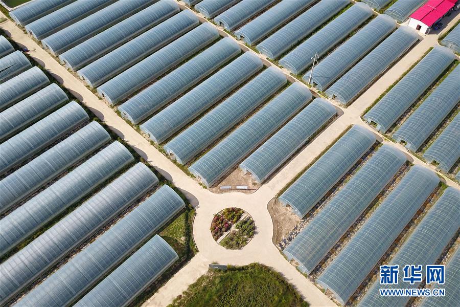 （新華全媒頭條&middot;走向我們的小康生活&middot;圖文互動）（11）&ldquo;苦甲&rdquo;不再，&ldquo;甘味&rdquo;綿長&mdash;&mdash;脫貧攻堅的甘肅味道