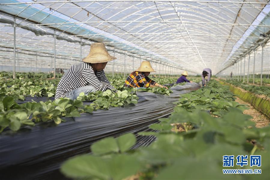 （新華全媒頭條&middot;決戰(zhàn)決勝脫貧攻堅(jiān)&middot;督戰(zhàn)未摘帽貧困縣&middot;圖文互動）（12）不獲全勝，決不收兵&mdash;&mdash;全國52個掛牌督戰(zhàn)貧困縣脫貧攻堅(jiān)紀(jì)實(shí)