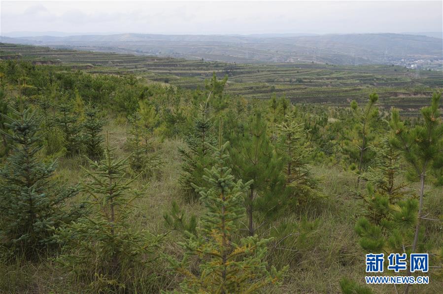 （決戰(zhàn)決勝脫貧攻堅&middot;圖文互動）（1）甘肅定西黃土高坡上，有片&ldquo;福州林&rdquo;