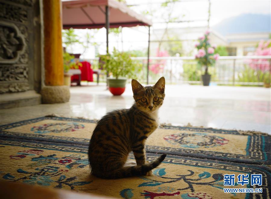 （走向我們的小康生活&middot;決戰(zhàn)決勝脫貧攻堅(jiān)&middot;圖文互動(dòng)）（3）甘青交界處的跨越&mdash;&mdash;保安族、撒拉族的脫貧故事