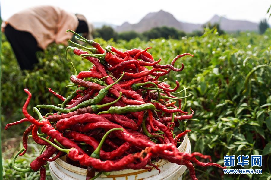 （走向我們的小康生活&middot;決戰(zhàn)決勝脫貧攻堅(jiān)&middot;圖文互動(dòng)）（8）甘青交界處的跨越&mdash;&mdash;保安族、撒拉族的脫貧故事 