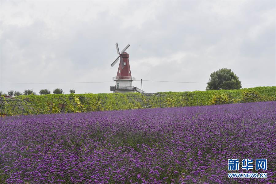 （新華全媒頭條&middot;走向我們的小康生活&middot;圖文互動(dòng)）（6）黑土地上是我家&mdash;&mdash;在吉林，一瞥中國(guó)東北鄉(xiāng)村美麗未來