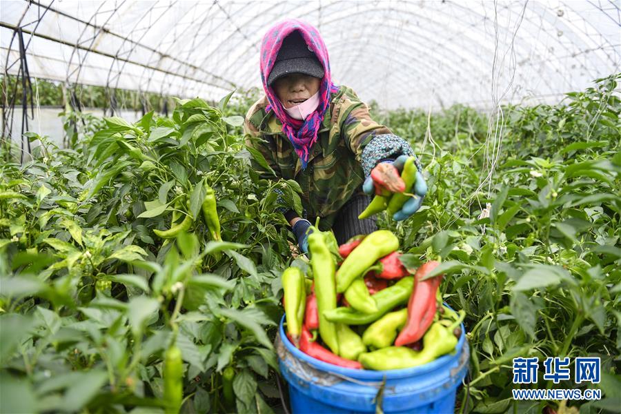 （新華全媒頭條&middot;走向我們的小康生活&middot;圖文互動(dòng)）（10）黑土地上是我家&mdash;&mdash;在吉林，一瞥中國(guó)東北鄉(xiāng)村美麗未來