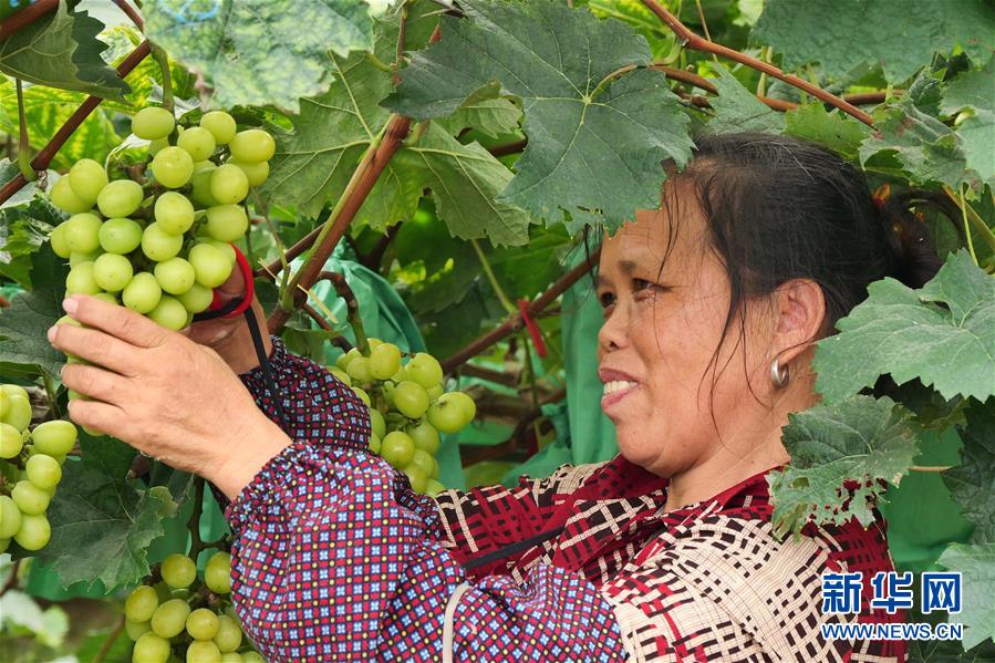 （決戰(zhàn)決勝脫貧攻堅(jiān)&middot;圖文互動(dòng)）（2）同飲一江水 攜手&ldquo;斬窮根&rdquo;&mdash;&mdash;深圳對(duì)口廣西河池、百色扶貧協(xié)作見聞