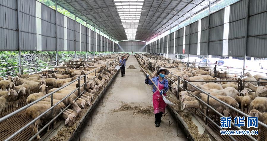 （決戰(zhàn)決勝脫貧攻堅(jiān)&middot;圖文互動(dòng)）（5）同飲一江水 攜手&ldquo;斬窮根&rdquo;&mdash;&mdash;深圳對(duì)口廣西河池、百色扶貧協(xié)作見聞