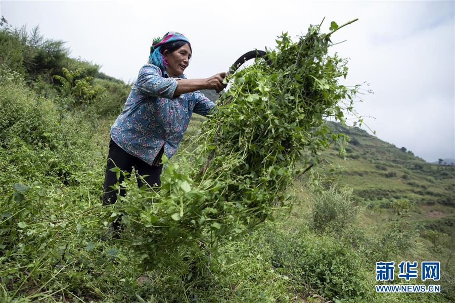 （決戰(zhàn)決勝脫貧攻堅(jiān)&middot;圖文互動(dòng)）（1）大涼山深處再次響起的口弦