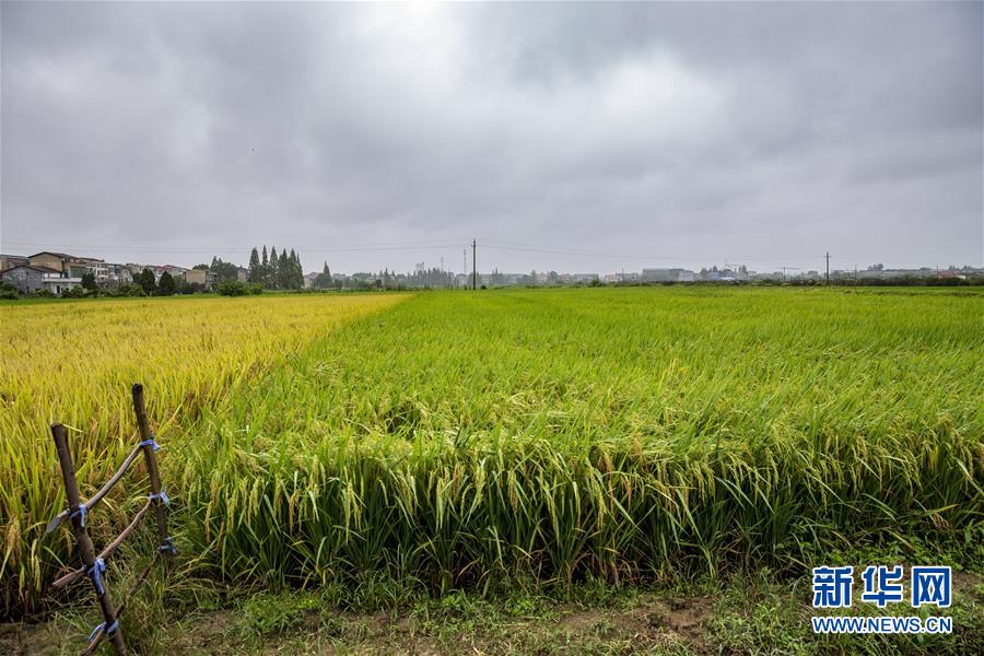 （中國農(nóng)民豐收節(jié)&middot;圖文互動）（2）&ldquo;洞庭米王&rdquo;豐收心曲：粒粒辛苦方有&ldquo;一粥一飯&rdquo;