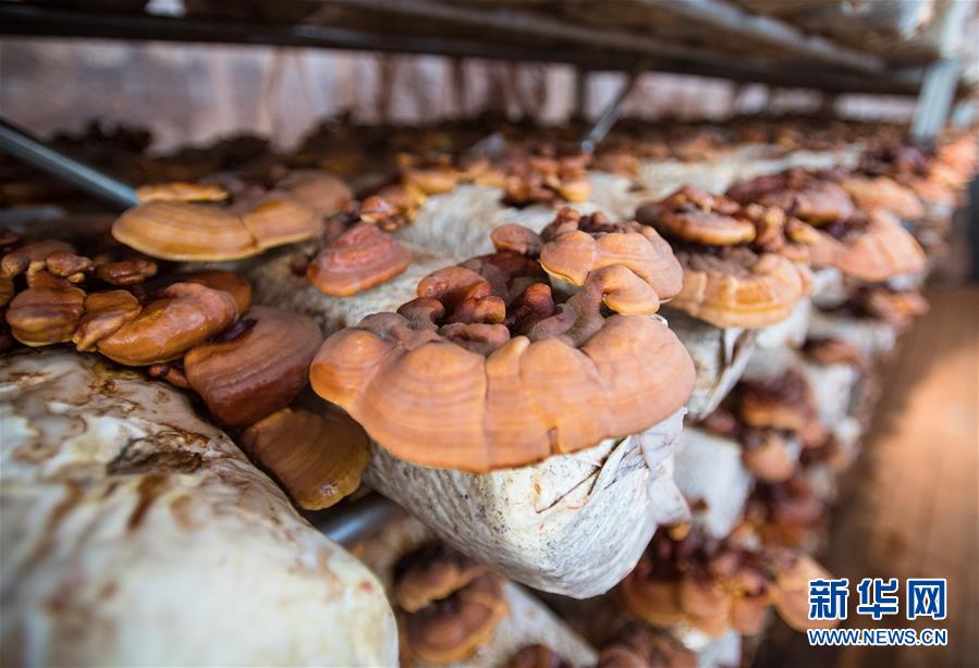 （新華全媒頭條&middot;走向我們的小康生活&middot;圖文互動）（4）特殊之年，荊楚大地書寫不平凡的答卷