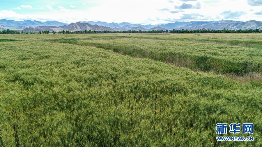 (走向我們的小康生活·圖文互動(dòng))(2)“無(wú)煙村”的新追求——西藏新時(shí)代文明鄉(xiāng)村成長(zhǎng)記