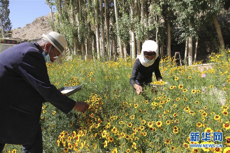 （決戰(zhàn)決勝脫貧攻堅(jiān)&middot;圖文互動(dòng)）（1）帕米爾高原盛開(kāi)&ldquo;富民花&rdquo;