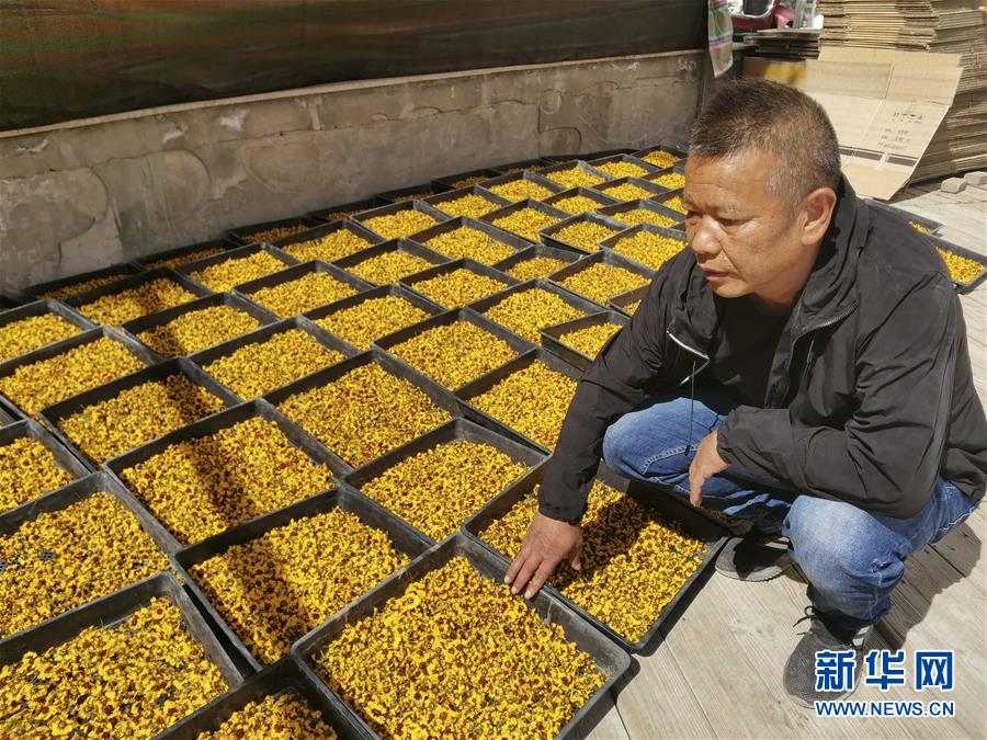 （決戰(zhàn)決勝脫貧攻堅(jiān)&middot;圖文互動(dòng)）（2）帕米爾高原盛開(kāi)&ldquo;富民花&rdquo;