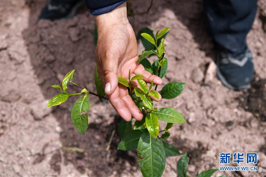 （西藏昌都解放70周年&middot;圖文互動(dòng)）（2）&ldquo;我有一個(gè)植樹夢(mèng)&rdquo;&mdash;&mdash;扎西旺堆和他的&ldquo;綠色家園&rdquo;