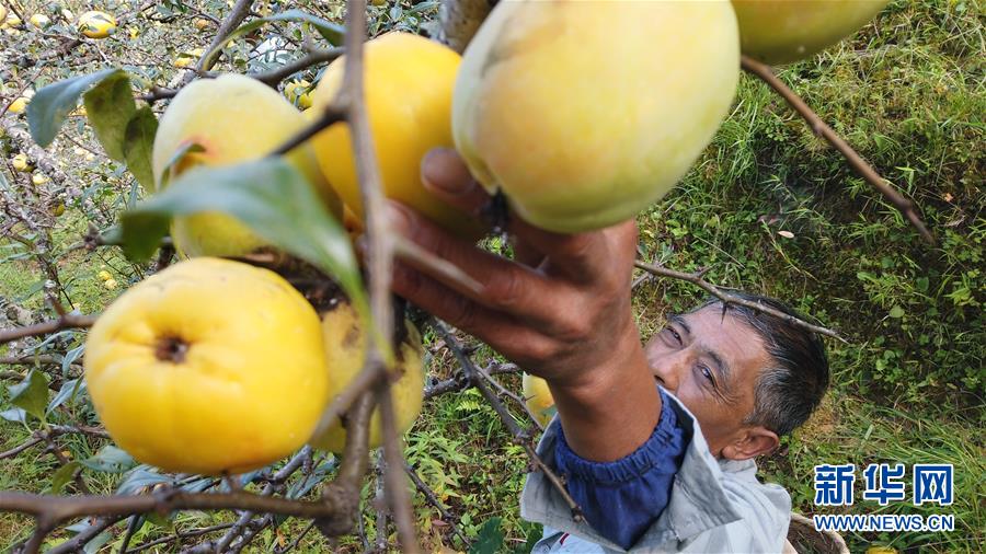 （熱點(diǎn)鮮報(bào)&middot;圖文互動(dòng)）（2）善洲精神永相傳：留下一片綠洲 造福家鄉(xiāng)百姓