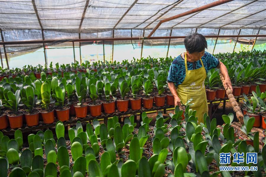 （決戰(zhàn)決勝脫貧攻堅(jiān)&middot;圖文互動(dòng)）（3）君子蘭在脫貧攻堅(jiān)戰(zhàn)場(chǎng)上&ldquo;綻放&rdquo;