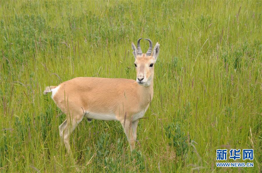 (新華全媒頭條·圖文互動(dòng))(11)大湖見(jiàn)證 ——持續(xù)保護(hù)讓青海湖生態(tài)華麗“蝶變”