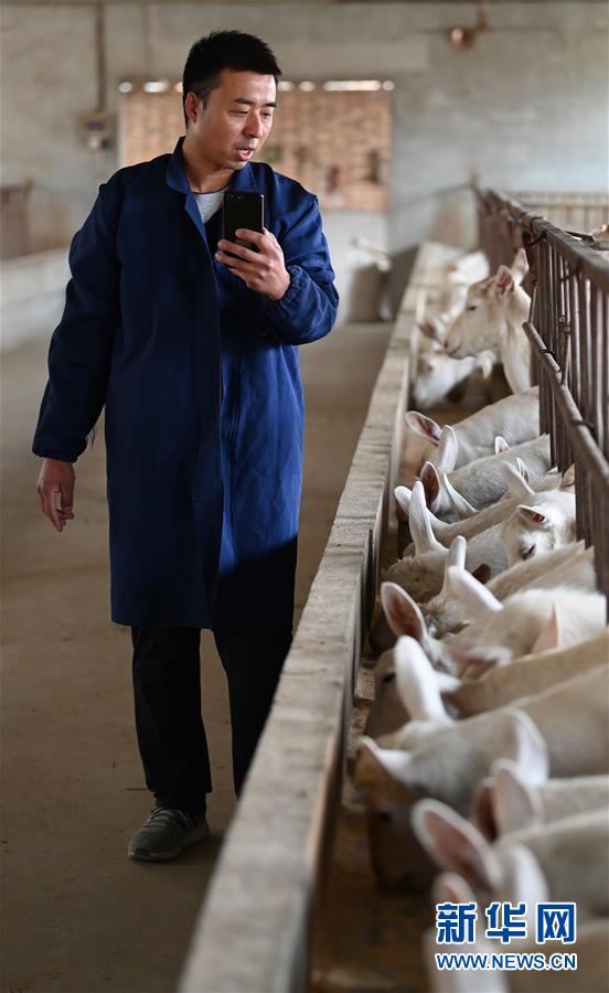 （五中全會(huì)精神在基層&middot;圖文互動(dòng)）（4）大學(xué)生&ldquo;羊倌&rdquo;成了致富&ldquo;領(lǐng)頭羊&rdquo;