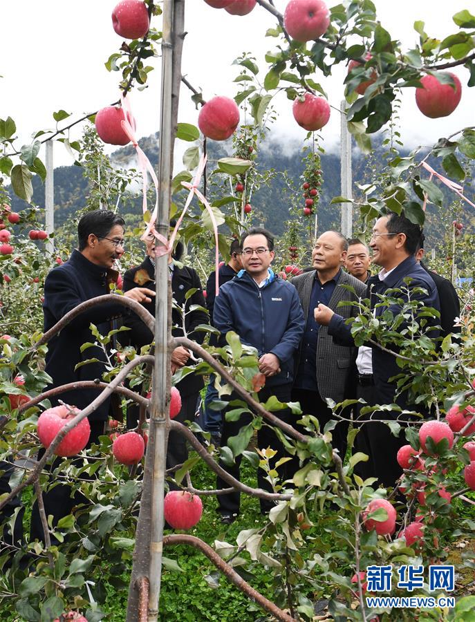 (新華全媒頭條·圖文互動(dòng))(8)愿做高原一粒種 化作金穗撒人間——追記我國(guó)青稞研究專家尼瑪扎西