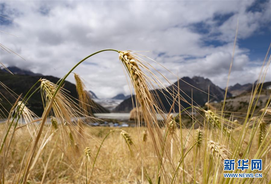 (新華全媒頭條·圖文互動(dòng))(10)愿做高原一粒種 化作金穗撒人間——追記我國(guó)青稞研究專家尼瑪扎西