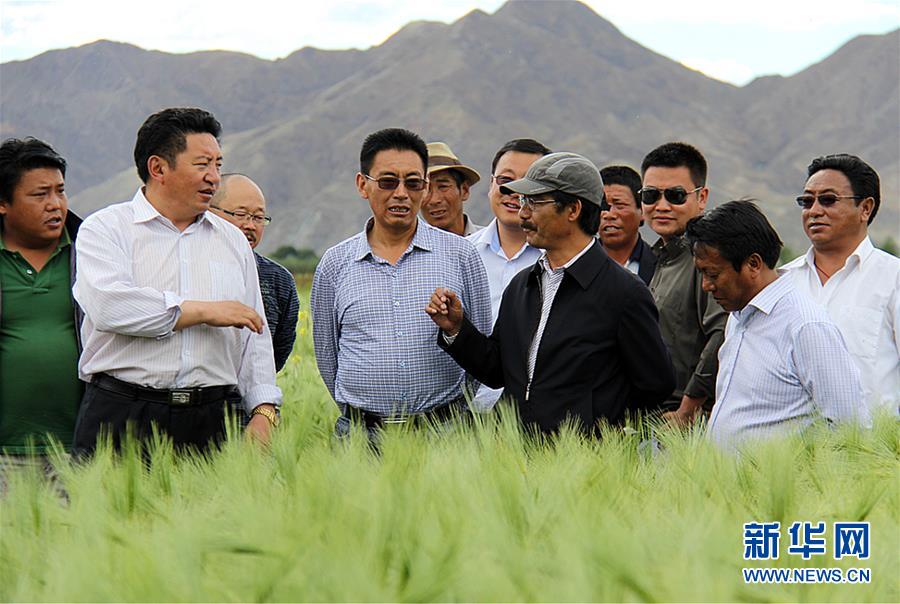 (新華全媒頭條·圖文互動(dòng))(2)愿做高原一粒種 化作金穗撒人間——追記我國(guó)青稞研究專家尼瑪扎西