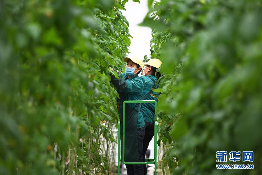 （五中全會(huì)精神在基層&middot;圖文互動(dòng)）（1）從黃土荒坡到萬畝良田&mdash;&mdash;蘭州新區(qū)現(xiàn)代農(nóng)業(yè)發(fā)展&ldquo;變奏曲&rdquo;