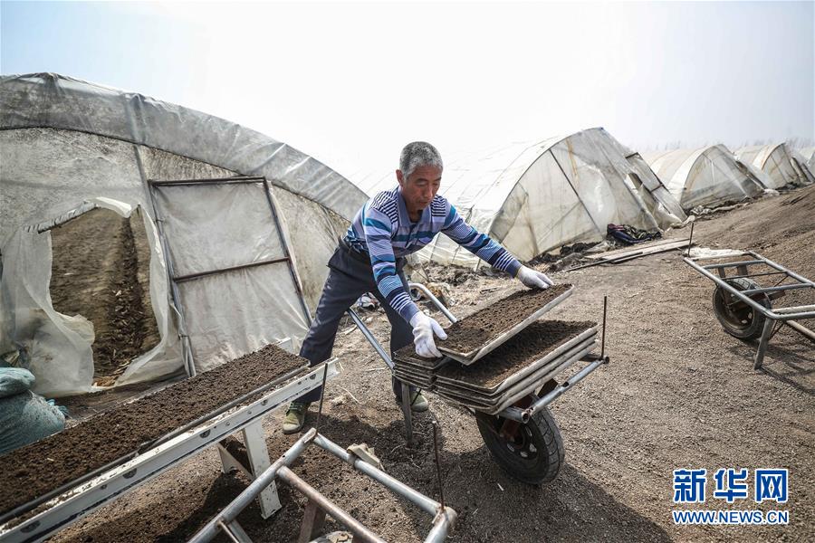 (在習(xí)近平新時(shí)代中國特色社會主義思想指引下——新時(shí)代新作為新篇章·習(xí)近平總書記關(guān)切事·圖文互動)(5)春耕忙 信心足——谷雨時(shí)節(jié)走馬東北直擊糧事