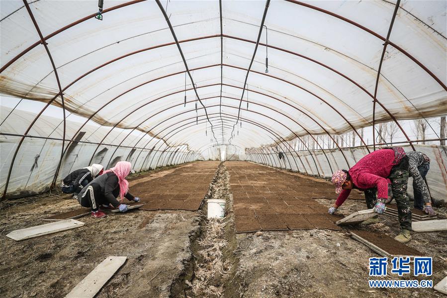 (在習(xí)近平新時(shí)代中國特色社會主義思想指引下——新時(shí)代新作為新篇章·習(xí)近平總書記關(guān)切事·圖文互動)(6)春耕忙 信心足——谷雨時(shí)節(jié)走馬東北直擊糧事