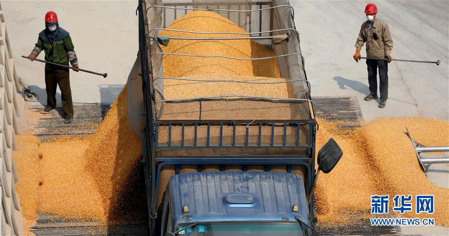 (在習(xí)近平新時(shí)代中國特色社會主義思想指引下——新時(shí)代新作為新篇章·習(xí)近平總書記關(guān)切事·圖文互動)(7)春耕忙 信心足——谷雨時(shí)節(jié)走馬東北直擊糧事