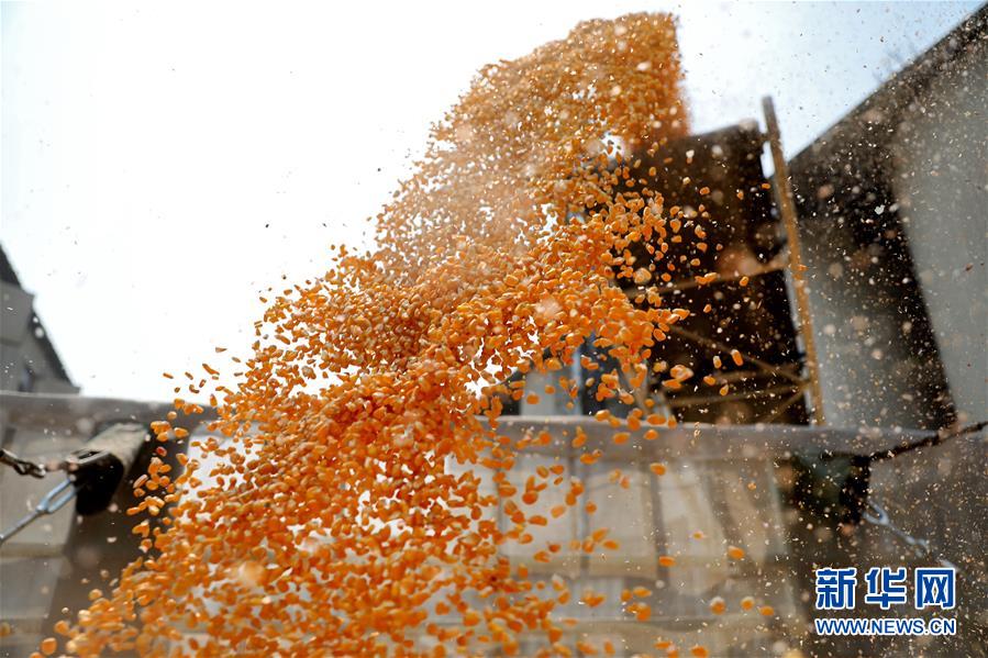 (在習(xí)近平新時(shí)代中國特色社會主義思想指引下——新時(shí)代新作為新篇章·習(xí)近平總書記關(guān)切事·圖文互動)(8)春耕忙 信心足——谷雨時(shí)節(jié)走馬東北直擊糧事