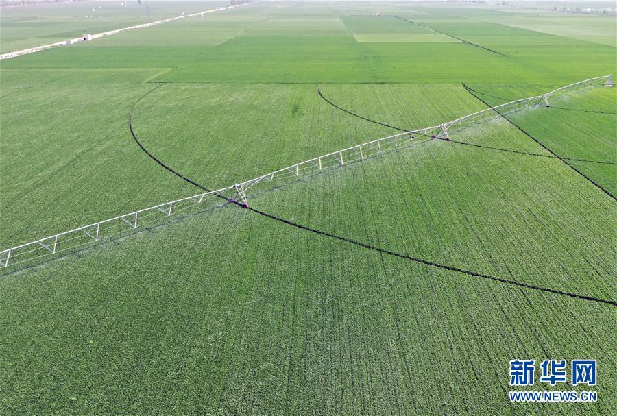 （在習近平新時代中國特色社會主義思想指引下&mdash;&mdash;新時代新作為新篇章&middot;習近平總書記關(guān)切事&middot;圖文互動）（4）新農(nóng)事、新希望&mdash;&mdash;夏收前田間新動態(tài)掃描