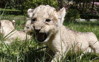 貴陽(yáng)：獅子&ldquo;兄弟&rdquo;組團(tuán)賣萌