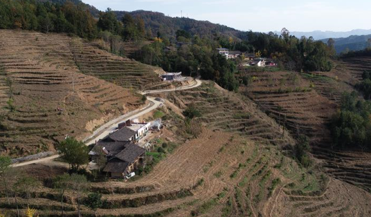 &ldquo;浙江親人&rdquo;請(qǐng)心安 白茶苗已種滿山