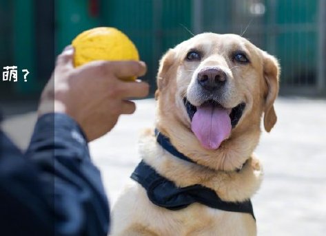 為了&ldquo;破冰&rdquo;，它們英勇無畏！