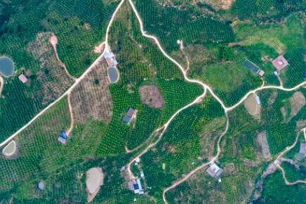 金沙江畔新華坪：黑色轉(zhuǎn)綠色，荒山變金山