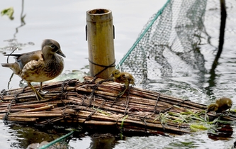 超有愛(ài)！西湖里的鴛鴦&ldquo;愛(ài)心橋&rdquo;升級(jí)