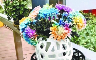 七彩炫菊開(kāi)出&ldquo;彩虹&rdquo;花