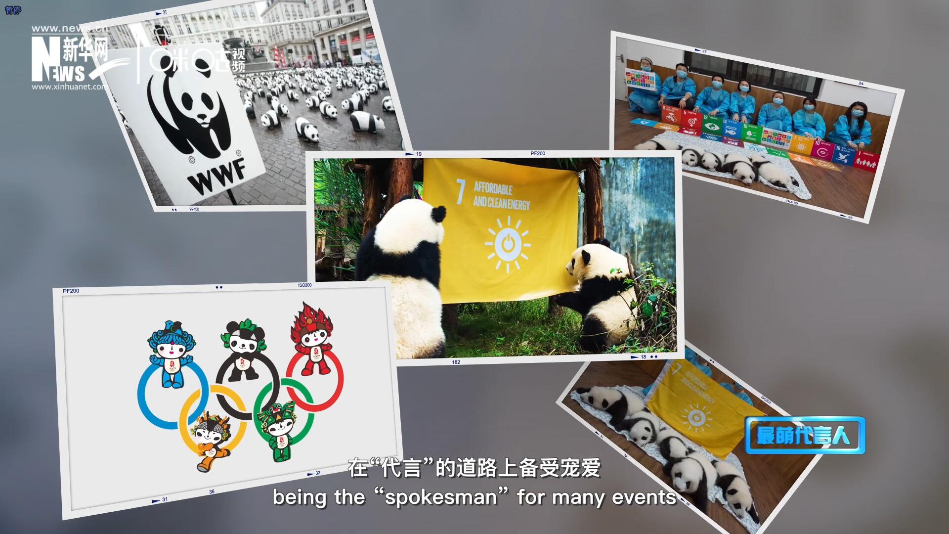 大熊貓?jiān)谑澜绺鞯厝Ψ蹮o數(shù)，在&ldquo;代言&rdquo;的道路上備受寵愛。