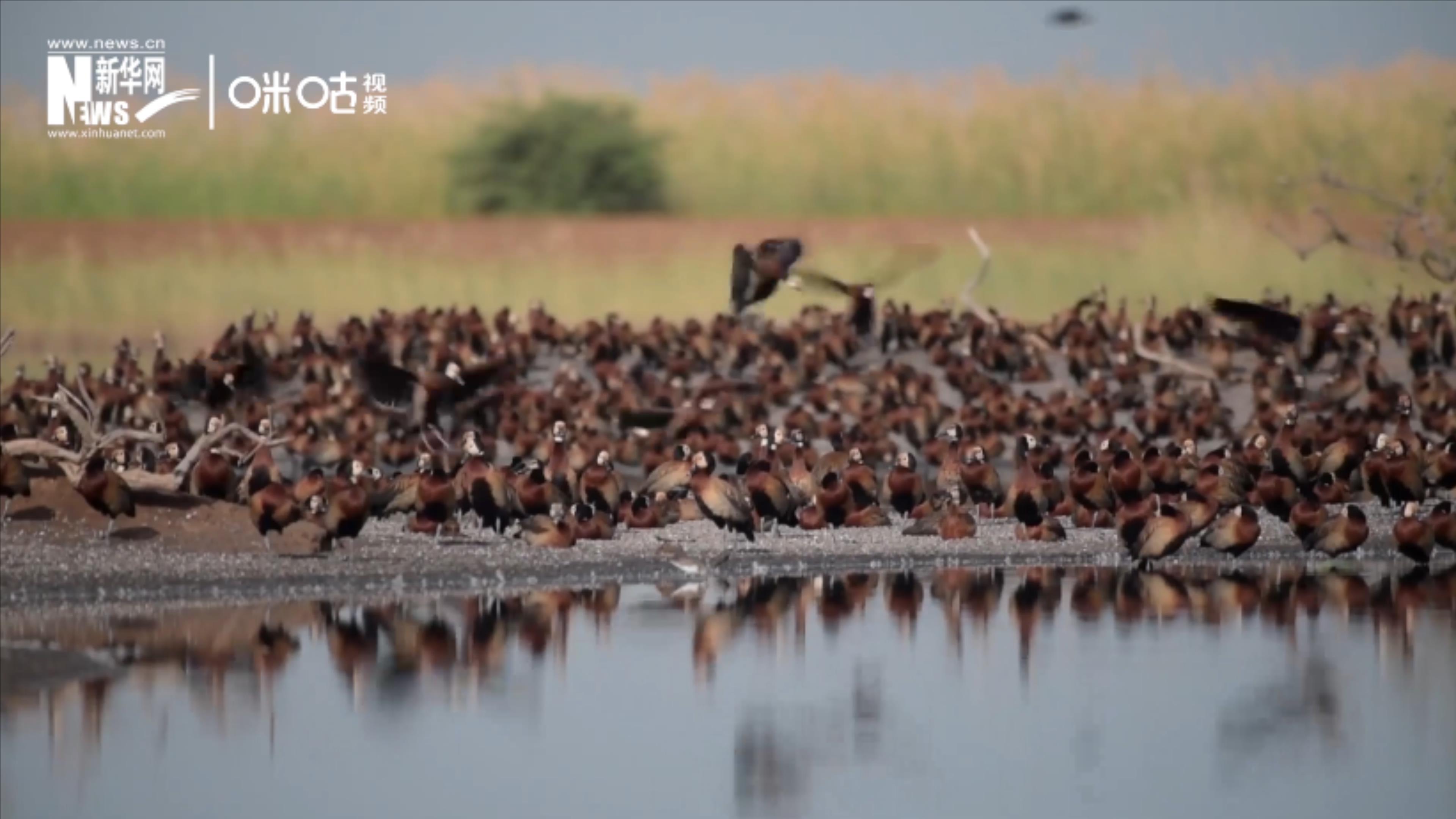 候鳥將人類、生態(tài)系統(tǒng)和世界各國連在一起