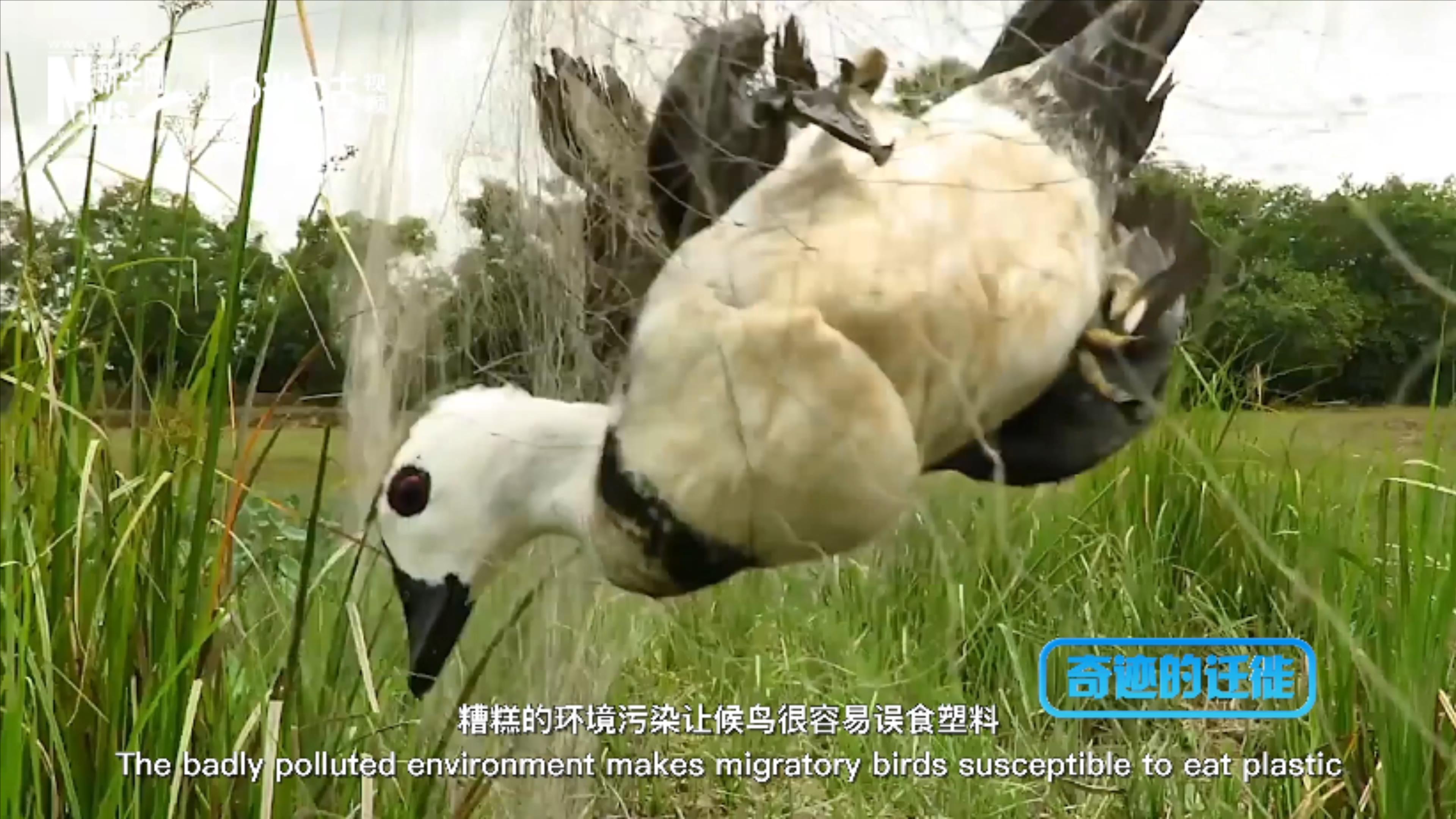 棲息地減少、環(huán)境污染、捕殺正威脅著候鳥的生存