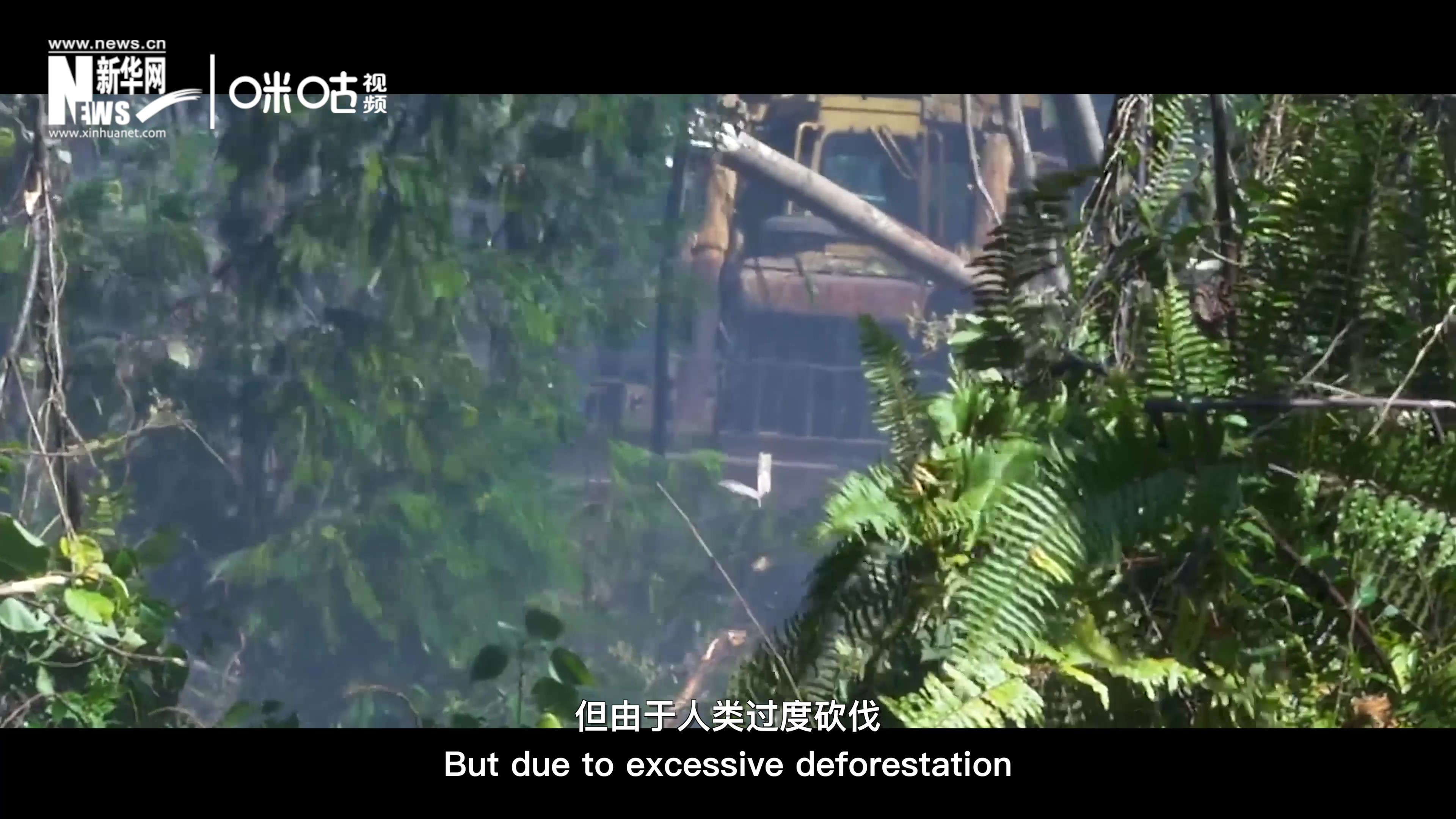 自1990年到現(xiàn)在，全球森林面積減少了1.78億公頃