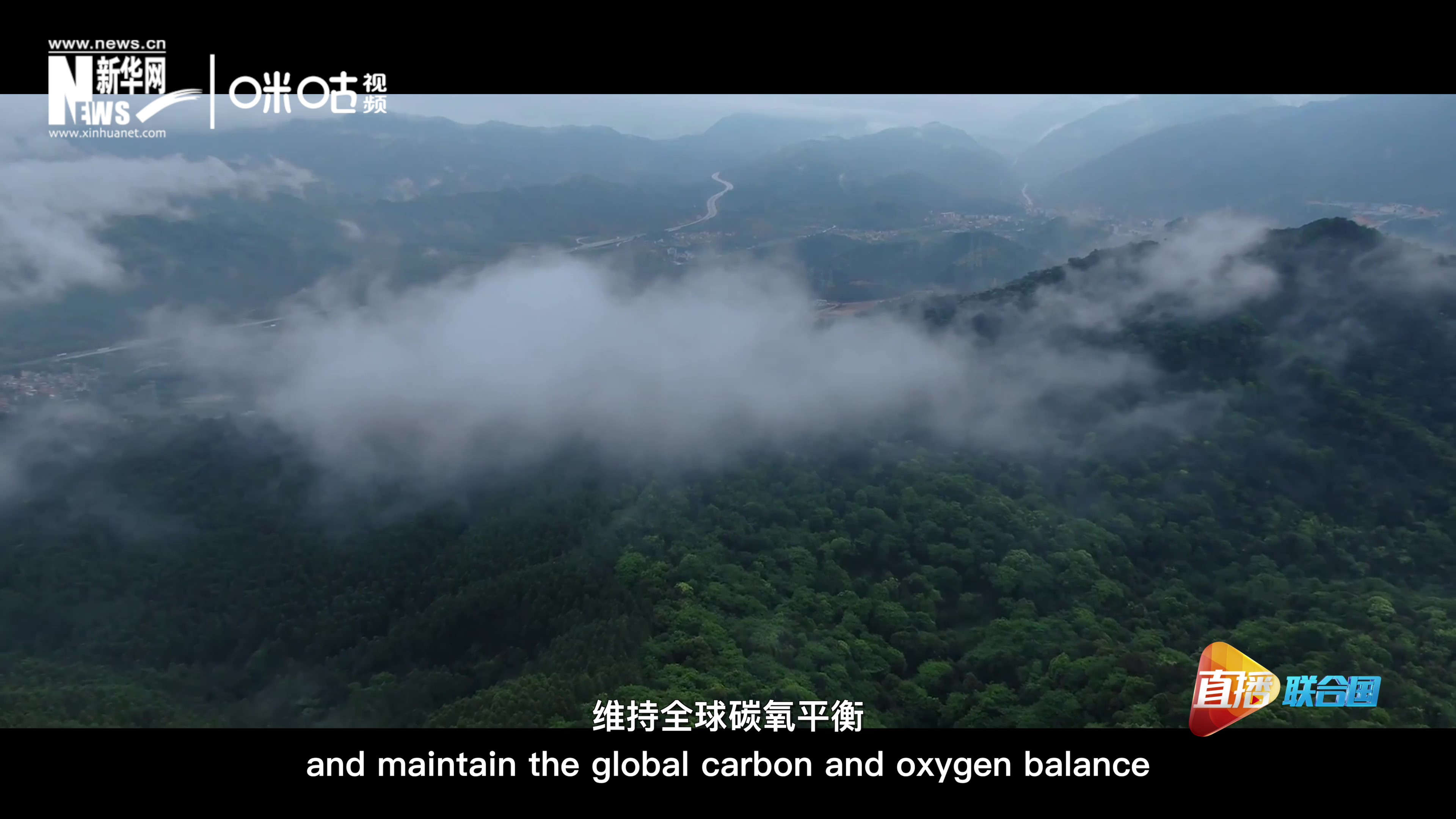 森林的碳匯可以協(xié)助減緩氣候變化，維持全球碳氧平衡