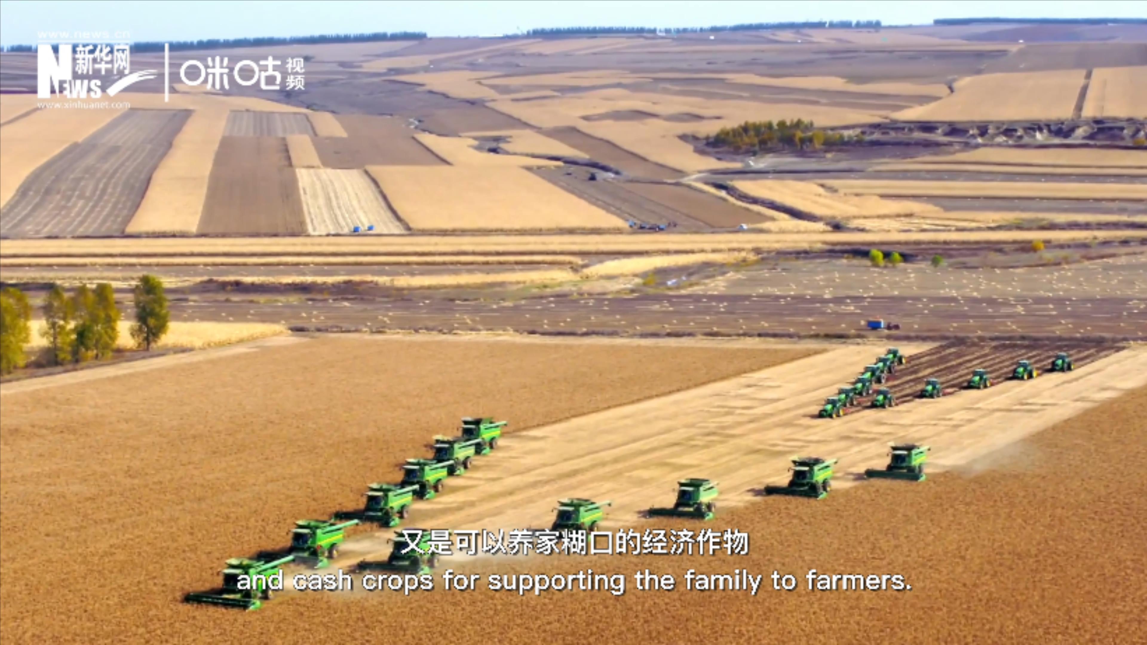 豆類既是可以擺上餐桌的食物，又是可以養(yǎng)家糊口的經(jīng)濟(jì)作物